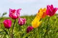 Blooming wild purple and yellow tulips in green grass in spring steppe Royalty Free Stock Photo