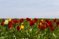 Blooming wild red and yellow tulips in green grass in spring steppe Royalty Free Stock Photo