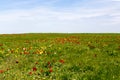 Blooming wild red and yellow tulips in green grass in spring steppe Royalty Free Stock Photo