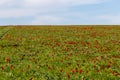 Blooming wild red and yellow tulips in green grass in spring steppe in Kalmykia Royalty Free Stock Photo