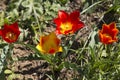 Russia. Blooming wild red and yellow tulips in green grass in spring steppe in Kalmykia Royalty Free Stock Photo