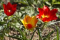 Russia. Blooming wild red and yellow tulips in green grass in spring steppe in Kalmykia Royalty Free Stock Photo