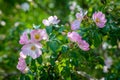 Blooming wild rose Bush. Beautiful pink flowers in the summer forest. Useful medicinal plant for decoction of tea for