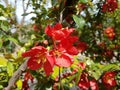 Blooming wild rose of red color. Spring awakening of nature in the sunlight. Pollination of fruit plants. Joyful mood. Green Royalty Free Stock Photo