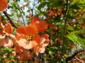 Blooming wild rose of red color. Spring awakening of nature in the sunlight. Pollination of fruit plants. Joyful mood. Green Royalty Free Stock Photo