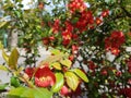 Blooming wild rose of red color. Spring awakening of nature in the sunlight. Pollination of fruit plants. Joyful mood. Green Royalty Free Stock Photo