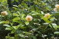 Blooming wild rose shrub Royalty Free Stock Photo