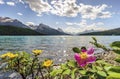 Blooming wild rose and yellow potentilla by Medicine Lake, Jasper National Park. Alberta, Canada
