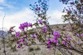 Blooming wild rosemary against the sky and hillside, Altai, Russia