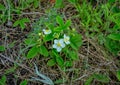 Blooming wild strawberries with beautiful white flowers Royalty Free Stock Photo