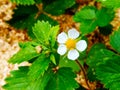 Blooming wild strawberries close-up 4. Royalty Free Stock Photo