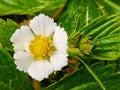 Blooming wild strawberries close-up. Royalty Free Stock Photo