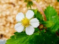 Blooming wild strawberries close-up 3. Royalty Free Stock Photo