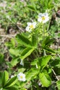 Blooming wild strawberries close-up Royalty Free Stock Photo