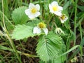 blooming wild strawberries. Summer background with green leaves and white strawberry flowers Royalty Free Stock Photo