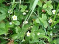 blooming wild strawberries. Summer background with green leaves and white strawberry flowers Royalty Free Stock Photo