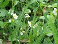 blooming wild strawberries. Summer background with green leaves and white strawberry flowers Royalty Free Stock Photo