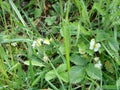 blooming wild strawberries. Summer background with green leaves and white strawberry flowers Royalty Free Stock Photo