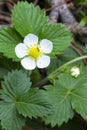 Blooming wild strawberry in spring flower on a bush in the forest Royalty Free Stock Photo