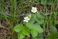 Blooming wild strawberry in spring flower on a bush in the forest Royalty Free Stock Photo