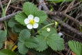 Blooming wild strawberry in spring flower on a bush in the forest Royalty Free Stock Photo