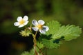 Blooming wild strawberry