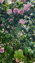 Blooming wild tea rose flower with green leaf in the garden. Delicate light pink and lilac petals in multiple buds of the bush. Royalty Free Stock Photo