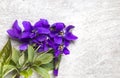 Blooming wild violets flowers on wood background