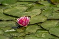 Blooming wild water lily in a pond on a summer day, beauty in nature Royalty Free Stock Photo