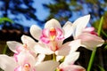 Blooming wild white orchid flower in tropical forest with blue sky Royalty Free Stock Photo