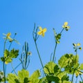 Blooming wild yellow flowers on a background of blue sky, summer sunny day, bottom view of flowering stems