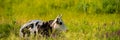 Blooming wildflowers b and a cow in the meadow on a sunny day Royalty Free Stock Photo