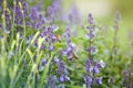 Blooming wildflowers of purple color