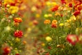 Blooming wildflowers, red and yellow, in a kibbutz in southern Israel Royalty Free Stock Photo