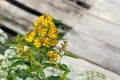 Blooming wildflowers solidago virgaurea know as goldenrod