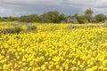 Blooming Wildflowers