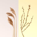 Blooming willow branch flowers and golden yellow pampas grass on gray and beige split background