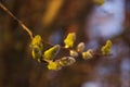 Blooming Willow Branch