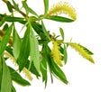 Blooming willow branch isolated on white background. / Without s Royalty Free Stock Photo