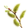 Blooming willow branch on white background. Royalty Free Stock Photo