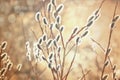 Blooming willow branches with catkins in sunlight Royalty Free Stock Photo