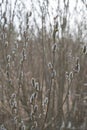 Blooming willow branches close-up. Royalty Free Stock Photo