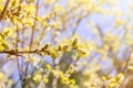 Blooming willow buds. Spring nature awakening concept