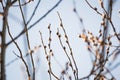 Blooming willow Catkins and branches. Spring time scene. Royalty Free Stock Photo