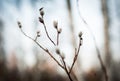 Blooming willow Catkins and branches. Spring time scene. Closeup shot Royalty Free Stock Photo