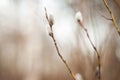 Blooming willow Catkins and branches. Spring time scene. Closeup shot Royalty Free Stock Photo