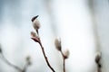 Blooming willow Catkins and branches. Spring time scene. Closeup shot Royalty Free Stock Photo