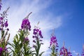 Blooming Willow herb, Ivan tea on blue sky. Willow-herb meadow. willow-herb tea, Royalty Free Stock Photo