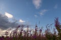 Blooming Willow herb, Ivan tea on blue sky. Willow-herb meadow. willow-herb tea, Royalty Free Stock Photo