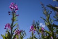 Blooming Willow herb, Ivan tea on blue sky. Willow-herb meadow. willow-herb tea, Royalty Free Stock Photo